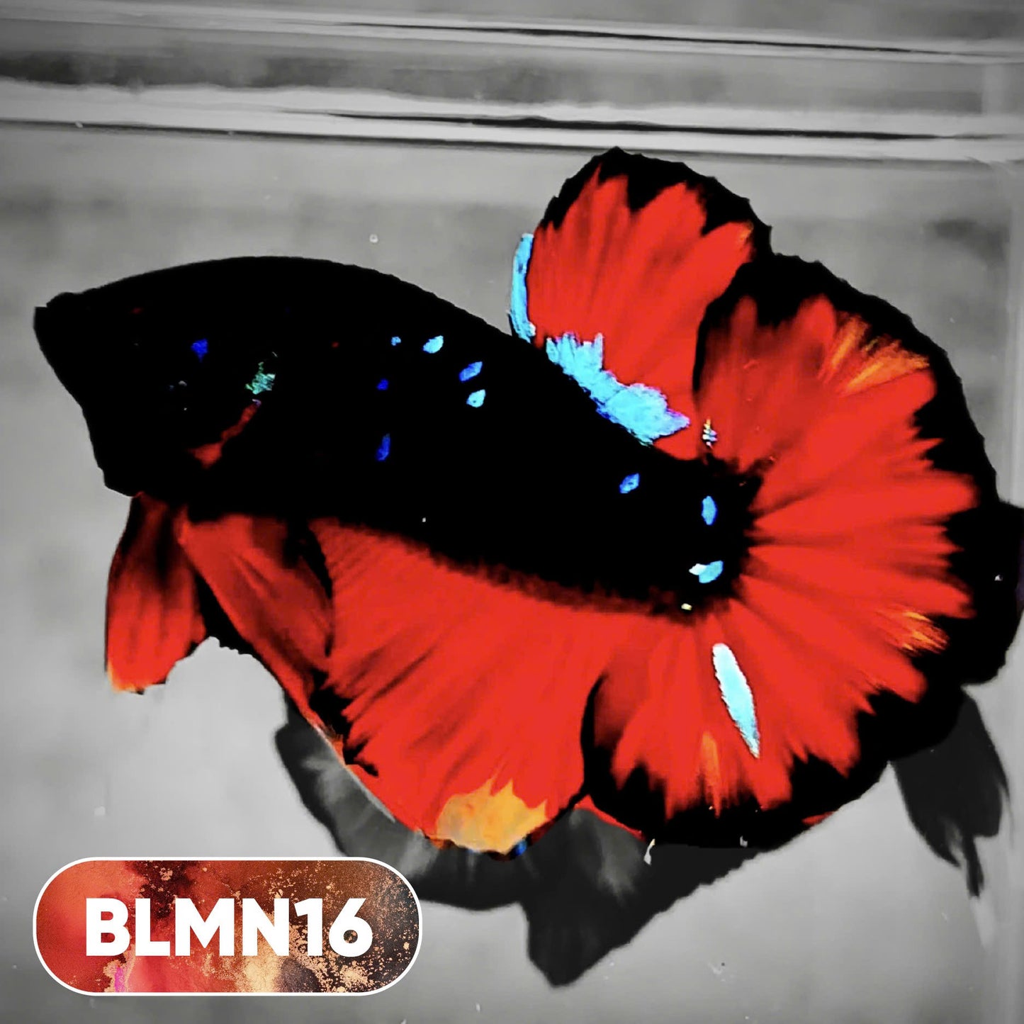 Dark Flame Hellfire Plakat Male Betta Fish | You Pick Fish | Rare Betta