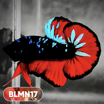 Dark Flame Hellfire Plakat Male Betta Fish | You Pick Fish | Rare Betta