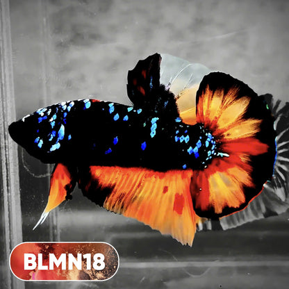 Dark Flame Hellfire Plakat Male Betta Fish | You Pick Fish | Rare Betta