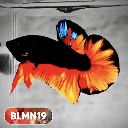 Dark Flame Hellfire Plakat Male Betta Fish | You Pick Fish | Rare Betta