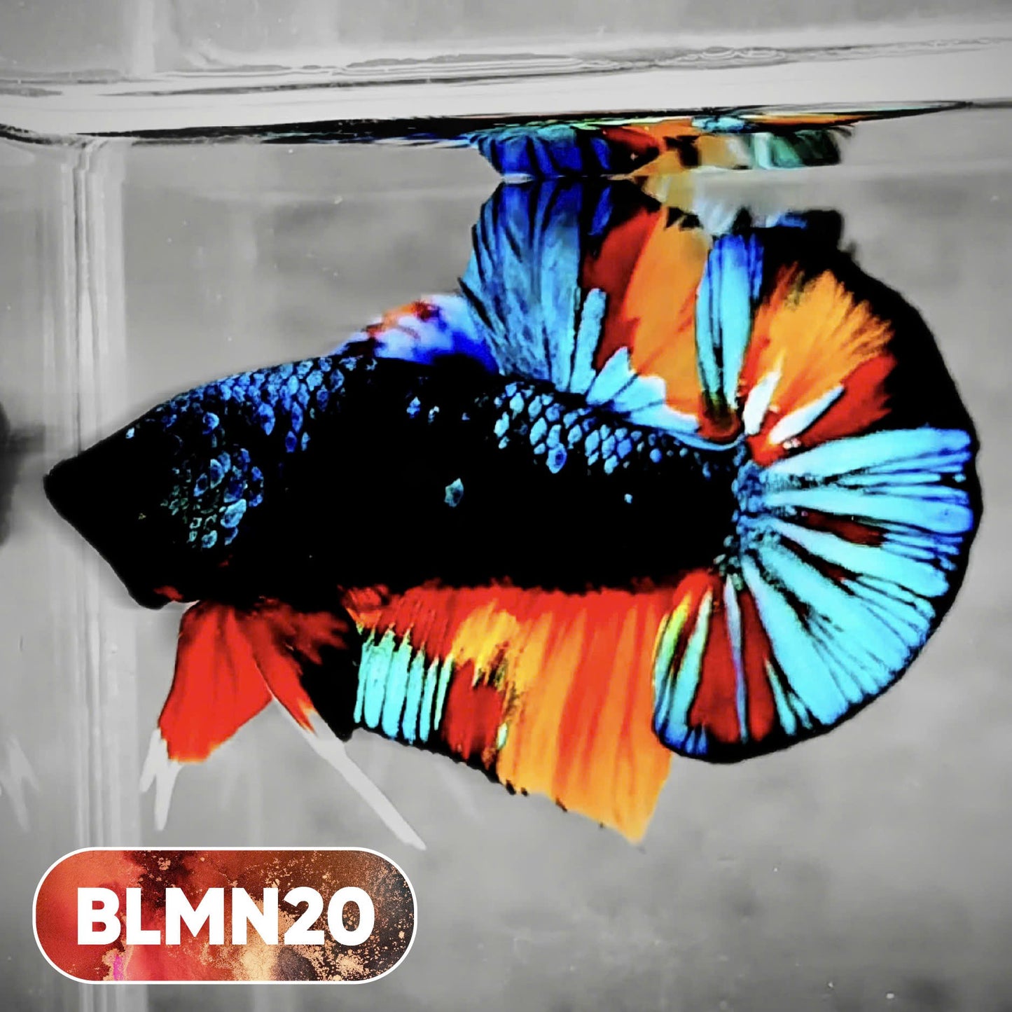 Dark Flame Hellfire Plakat Male Betta Fish | You Pick Fish | Rare Betta