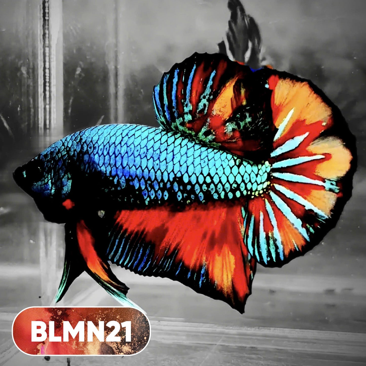 Dark Flame Hellfire Plakat Male Betta Fish | You Pick Fish | Rare Betta