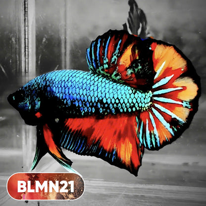 Dark Flame Hellfire Plakat Male Betta Fish | You Pick Fish | Rare Betta