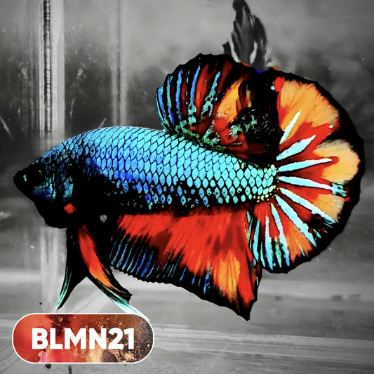 Dark Flame Hellfire Plakat Male Betta Fish | You Pick Fish | Rare Betta