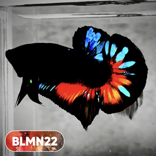 Dark Flame Hellfire Plakat Male Betta Fish | You Pick Fish | Rare Betta