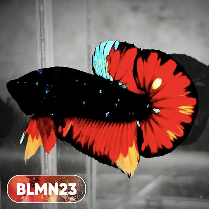 Dark Flame Hellfire Plakat Male Betta Fish | You Pick Fish | Rare Betta