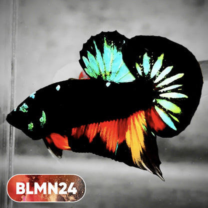 Dark Flame Hellfire Plakat Male Betta Fish | You Pick Fish | Rare Betta
