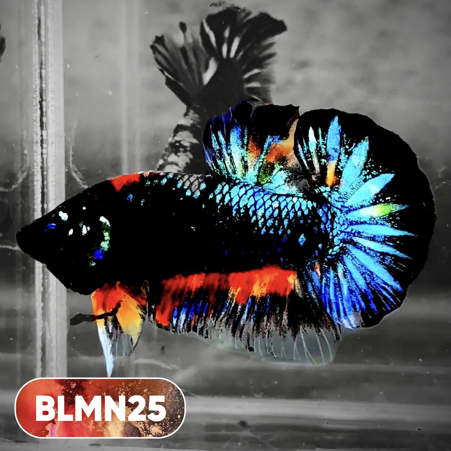 Dark Flame Hellfire Plakat Male Betta Fish | You Pick Fish | Rare Betta