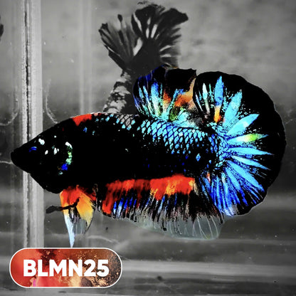 Dark Flame Hellfire Plakat Male Betta Fish | You Pick Fish | Rare Betta