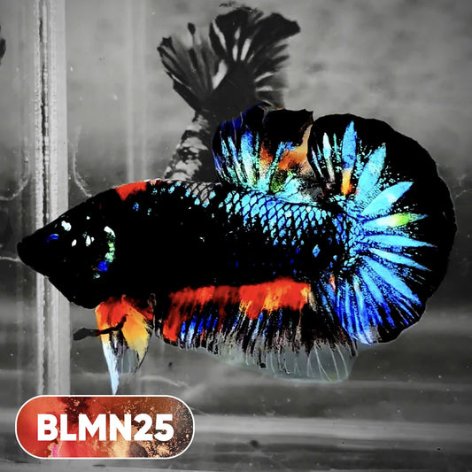 Dark Flame Hellfire Plakat Male Betta Fish | You Pick Fish | Rare Betta