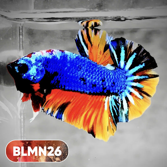 Dark Flame Hellfire Plakat Male Betta Fish | You Pick Fish | Rare Betta