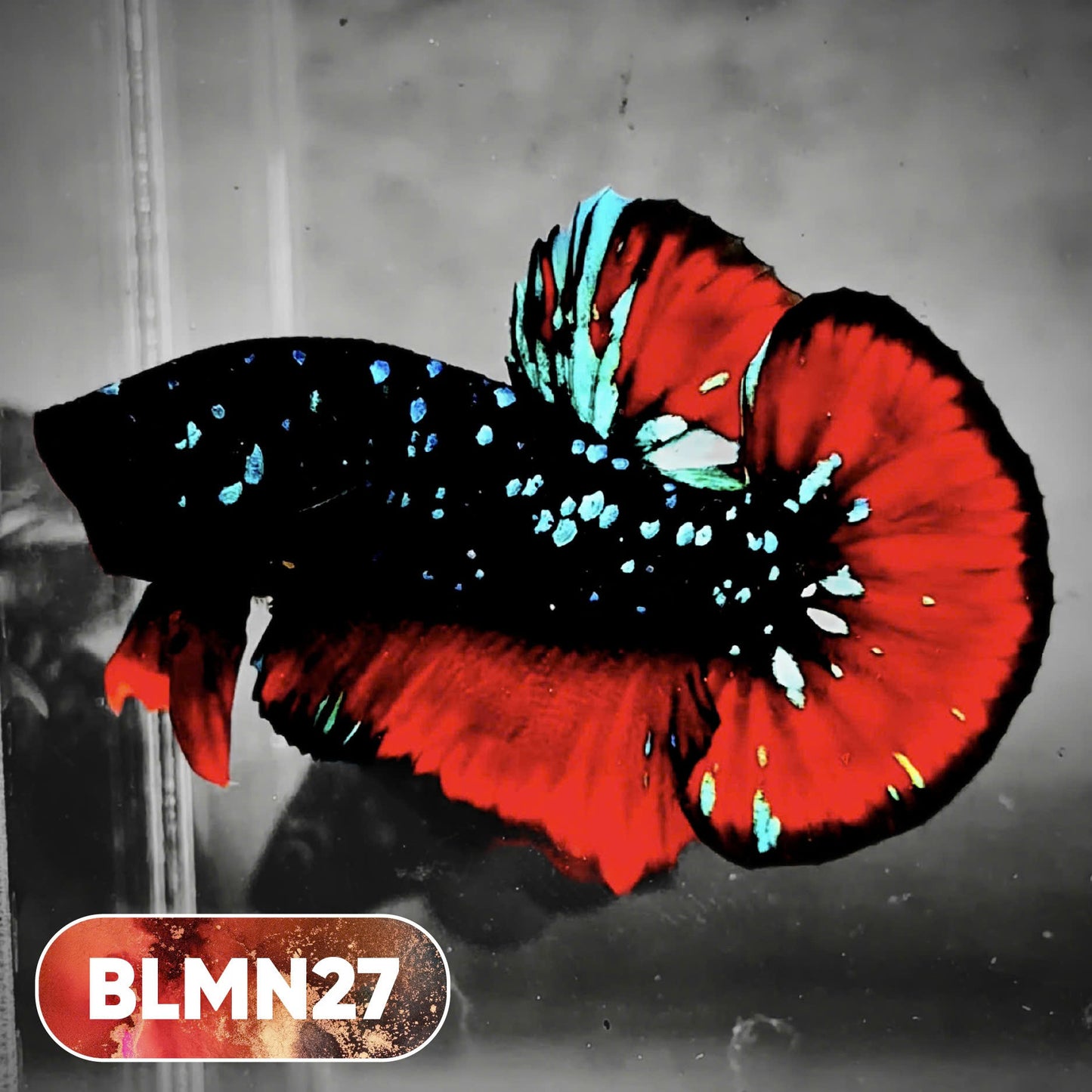 Dark Flame Hellfire Plakat Male Betta Fish | You Pick Fish | Rare Betta