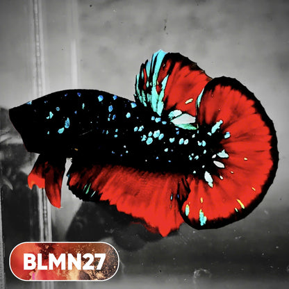 Dark Flame Hellfire Plakat Male Betta Fish | You Pick Fish | Rare Betta