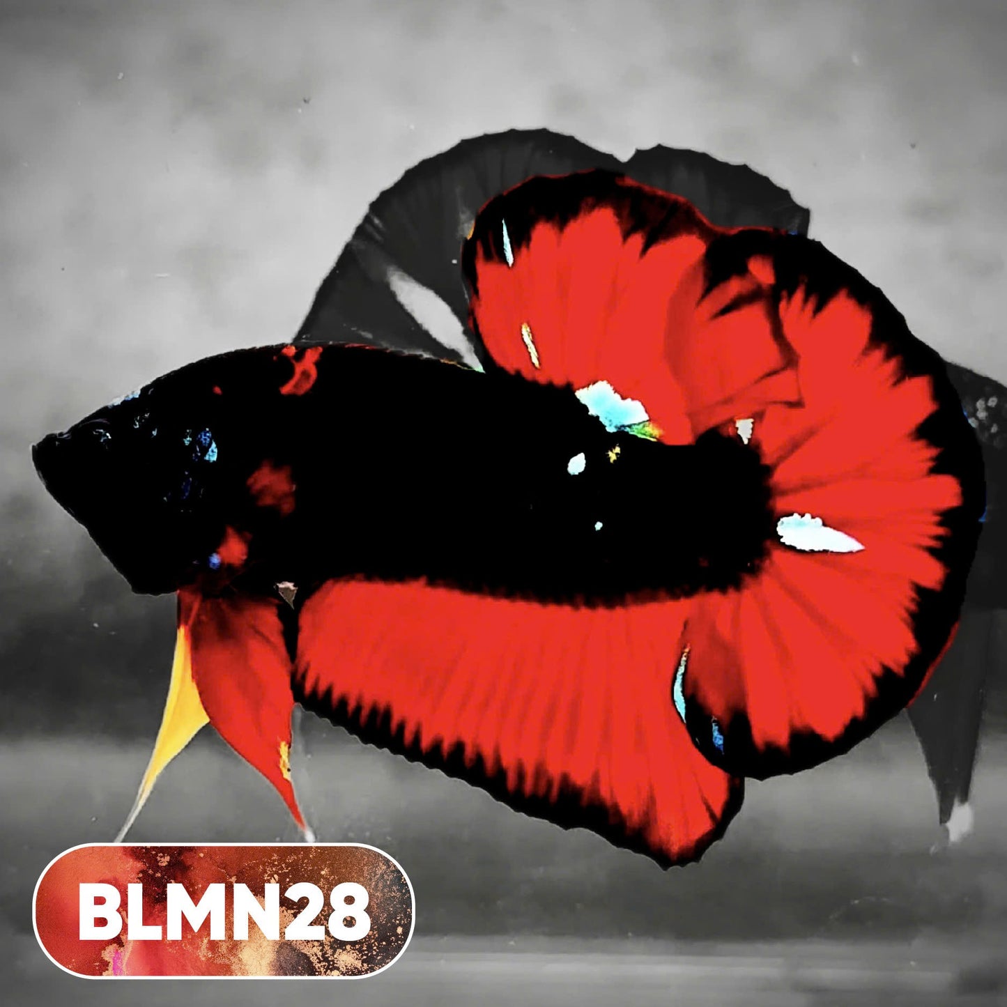 Dark Flame Hellfire Plakat Male Betta Fish | You Pick Fish | Rare Betta