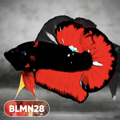 Dark Flame Hellfire Plakat Male Betta Fish | You Pick Fish | Rare Betta
