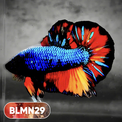 Dark Flame Hellfire Plakat Male Betta Fish | You Pick Fish | Rare Betta