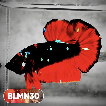 Dark Flame Hellfire Plakat Male Betta Fish | You Pick Fish | Rare Betta