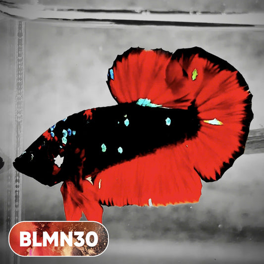 Dark Flame Hellfire Plakat Male Betta Fish | You Pick Fish | Rare Betta