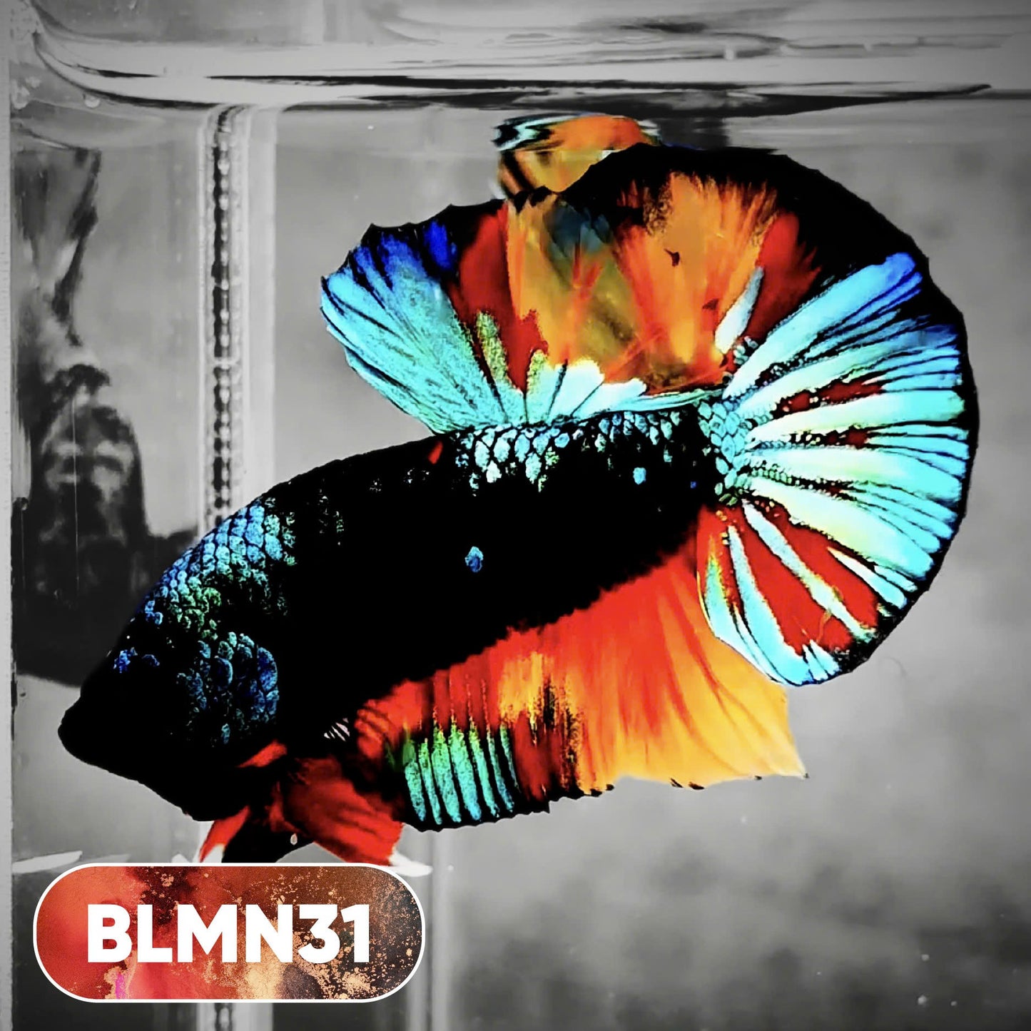 Dark Flame Hellfire Plakat Male Betta Fish | You Pick Fish | Rare Betta