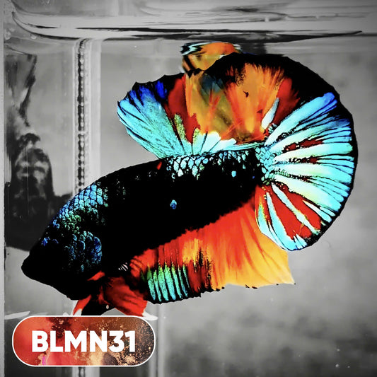 Dark Flame Hellfire Plakat Male Betta Fish | You Pick Fish | Rare Betta