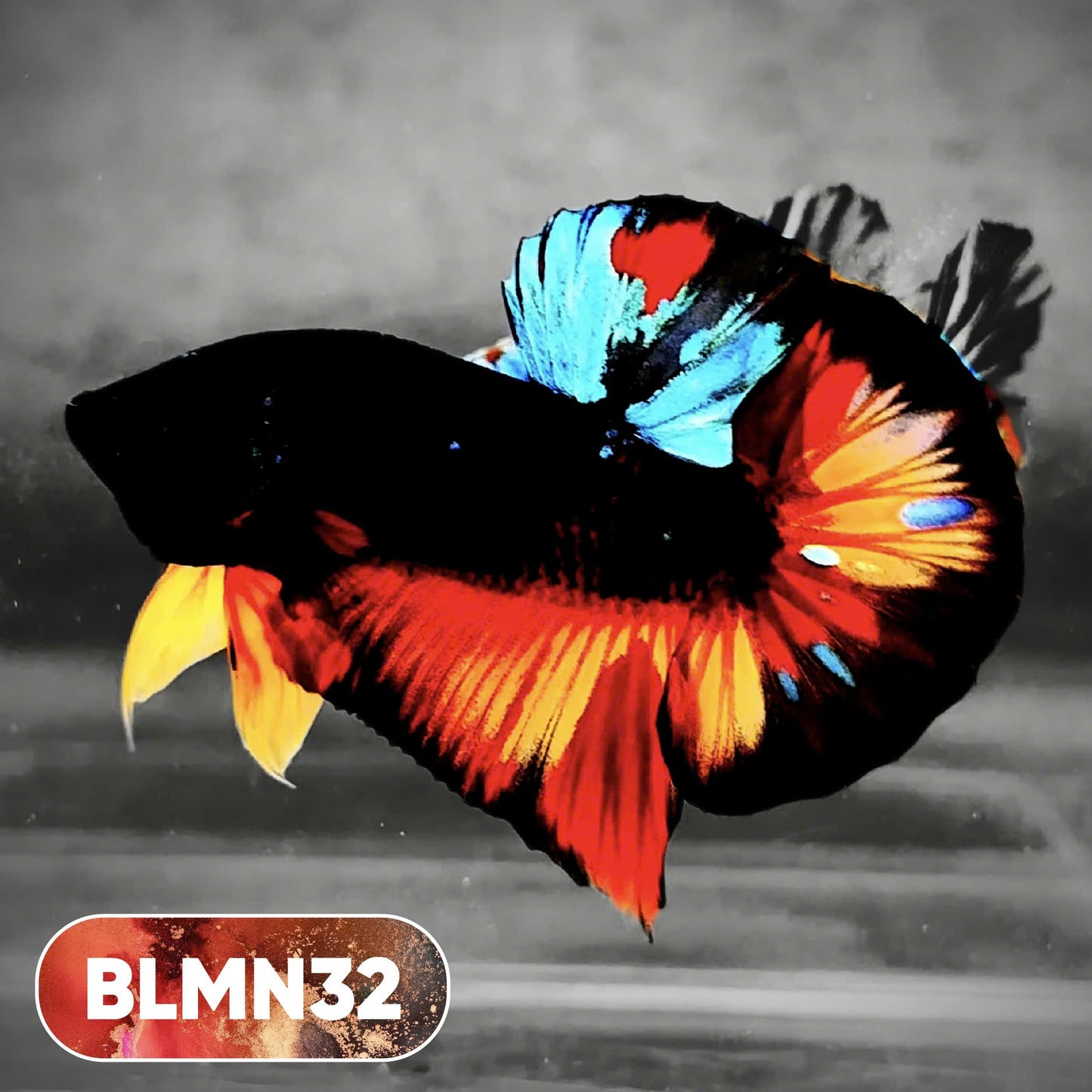 Dark Flame Hellfire Plakat Male Betta Fish | You Pick Fish | Rare Betta