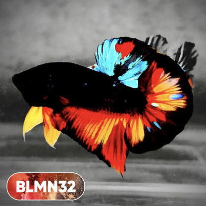Dark Flame Hellfire Plakat Male Betta Fish | You Pick Fish | Rare Betta