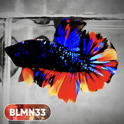 Dark Flame Hellfire Plakat Male Betta Fish | You Pick Fish | Rare Betta