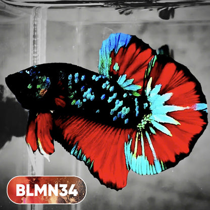 Dark Flame Hellfire Plakat Male Betta Fish | You Pick Fish | Rare Betta