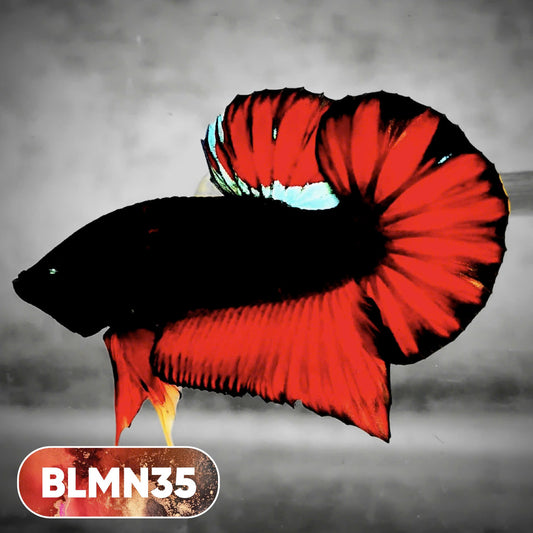 Dark Flame Hellfire Plakat Male Betta Fish | You Pick Fish | Rare Betta