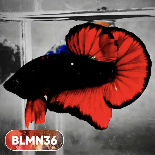 Dark Flame Hellfire Plakat Male Betta Fish | You Pick Fish | Rare Betta