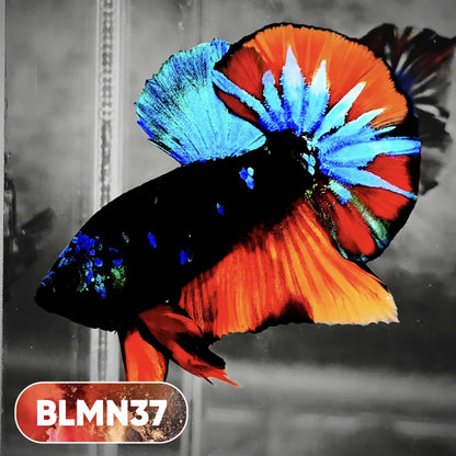 Dark Flame Hellfire Plakat Male Betta Fish | You Pick Fish | Rare Betta