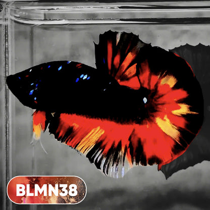 Dark Flame Hellfire Plakat Male Betta Fish | You Pick Fish | Rare Betta