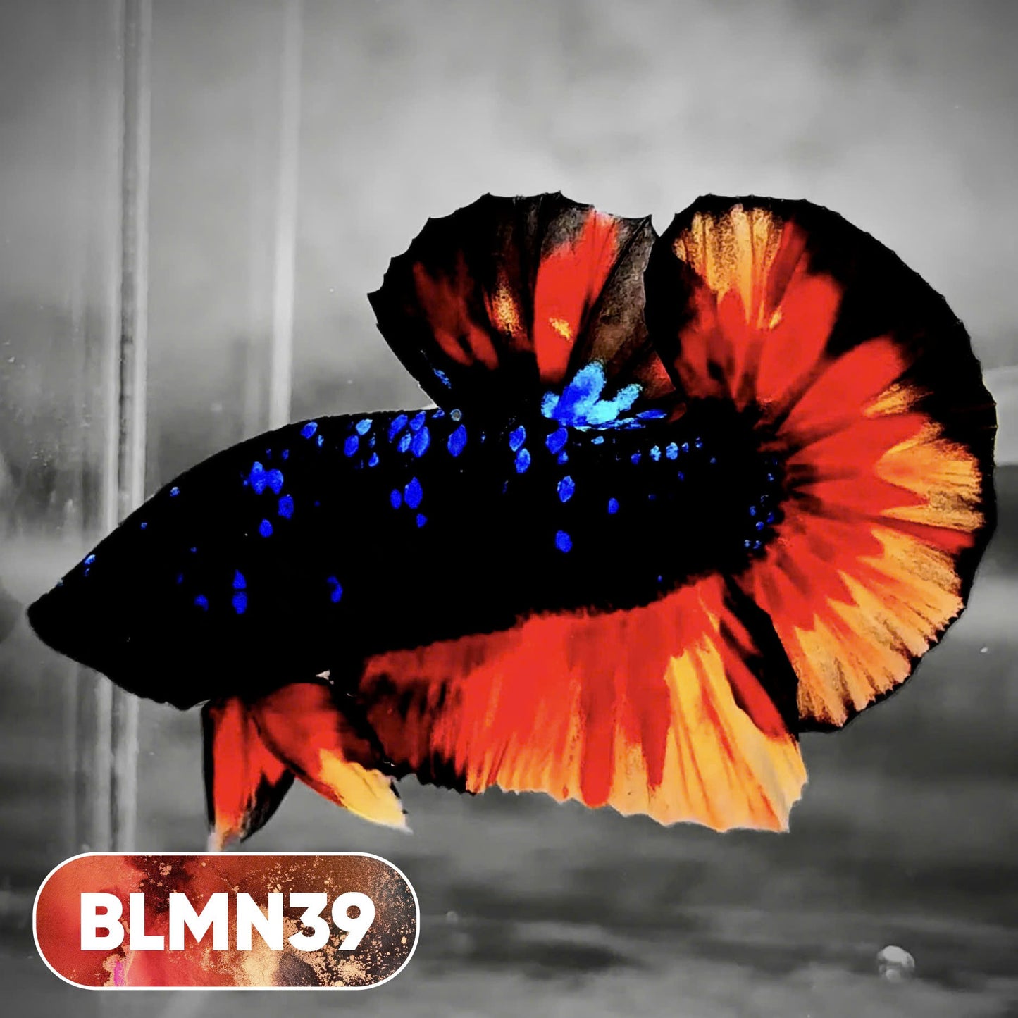 Dark Flame Hellfire Plakat Male Betta Fish | You Pick Fish | Rare Betta