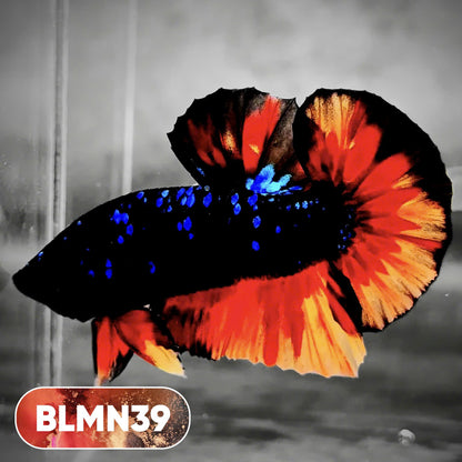 Dark Flame Hellfire Plakat Male Betta Fish | You Pick Fish | Rare Betta