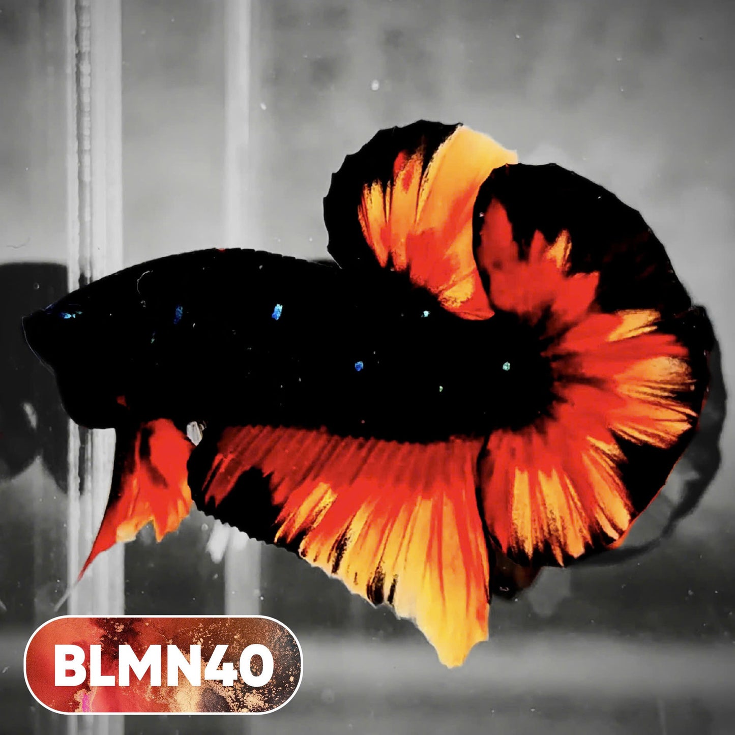 Dark Flame Hellfire Plakat Male Betta Fish | You Pick Fish | Rare Betta