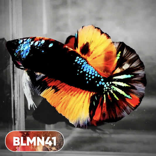 Dark Flame Hellfire Plakat Male Betta Fish | You Pick Fish | Rare Betta