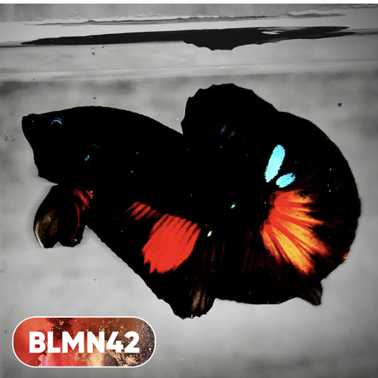 Dark Flame Hellfire Plakat Male Betta Fish | You Pick Fish | Rare Betta