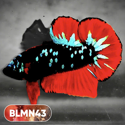 Dark Flame Hellfire Plakat Male Betta Fish | You Pick Fish | Rare Betta