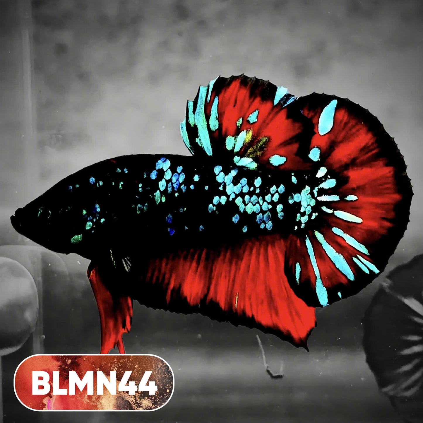 Dark Flame Hellfire Plakat Male Betta Fish | You Pick Fish | Rare Betta