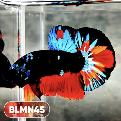Dark Flame Hellfire Plakat Male Betta Fish | You Pick Fish | Rare Betta