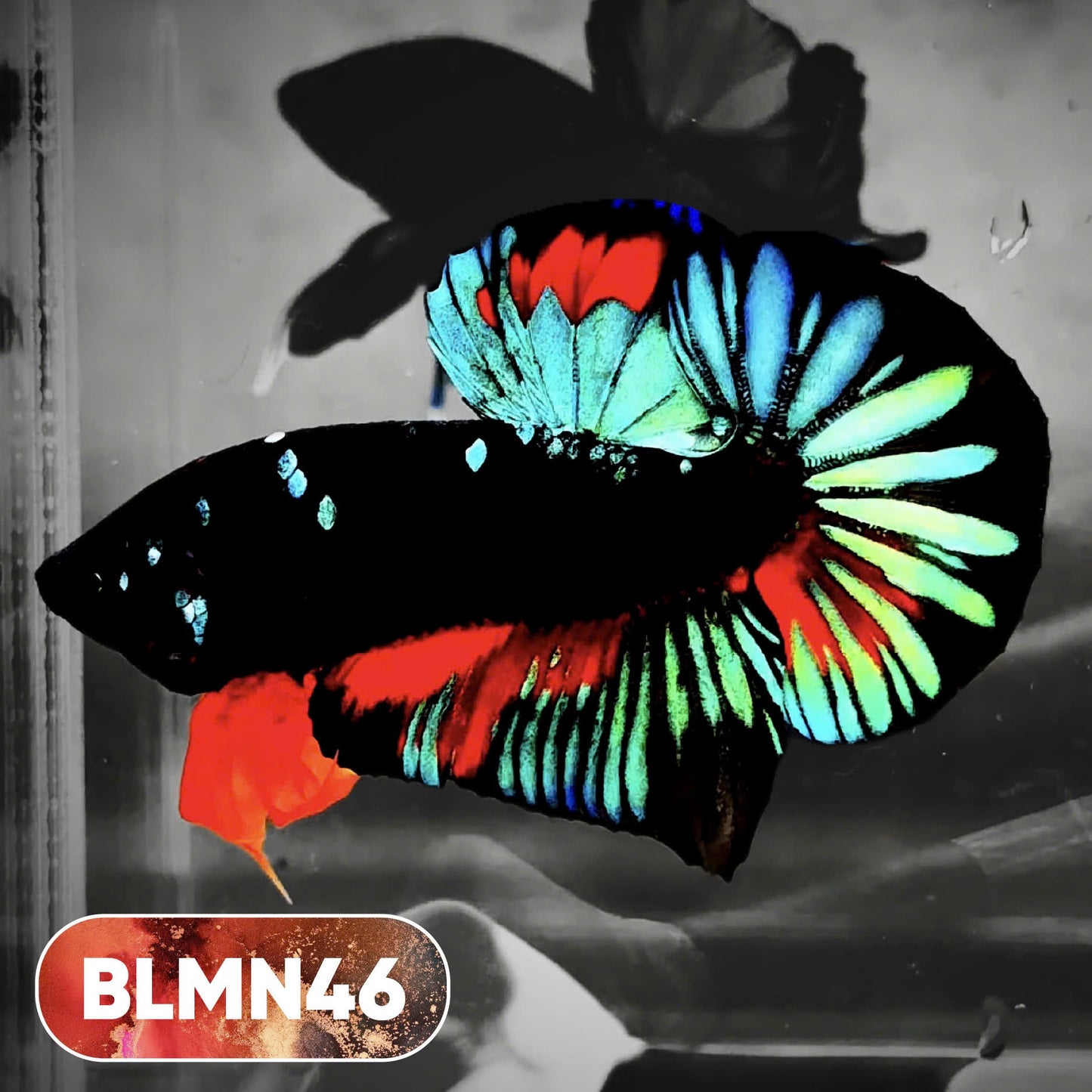 Dark Flame Hellfire Plakat Male Betta Fish | You Pick Fish | Rare Betta