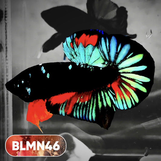Dark Flame Hellfire Plakat Male Betta Fish | You Pick Fish | Rare Betta