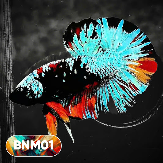Dark Flame Hellfire Plakat Male Betta Fish | You Pick Fish | Rare Betta