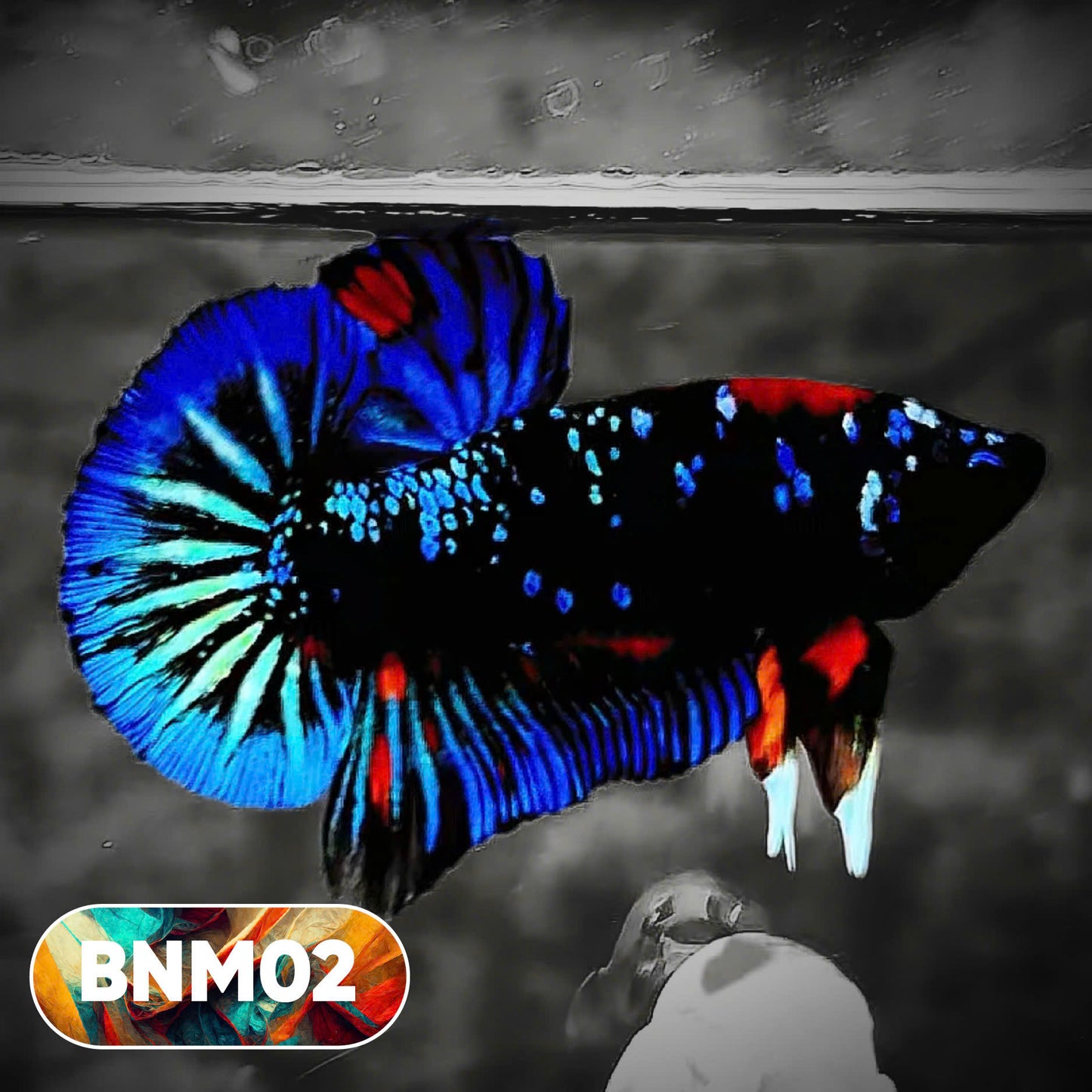 Dark Flame Hellfire Plakat Male Betta Fish | You Pick Fish | Rare Betta