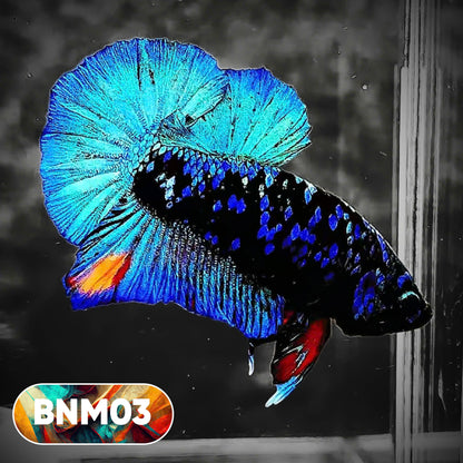 Dark Flame Hellfire Plakat Male Betta Fish | You Pick Fish | Rare Betta