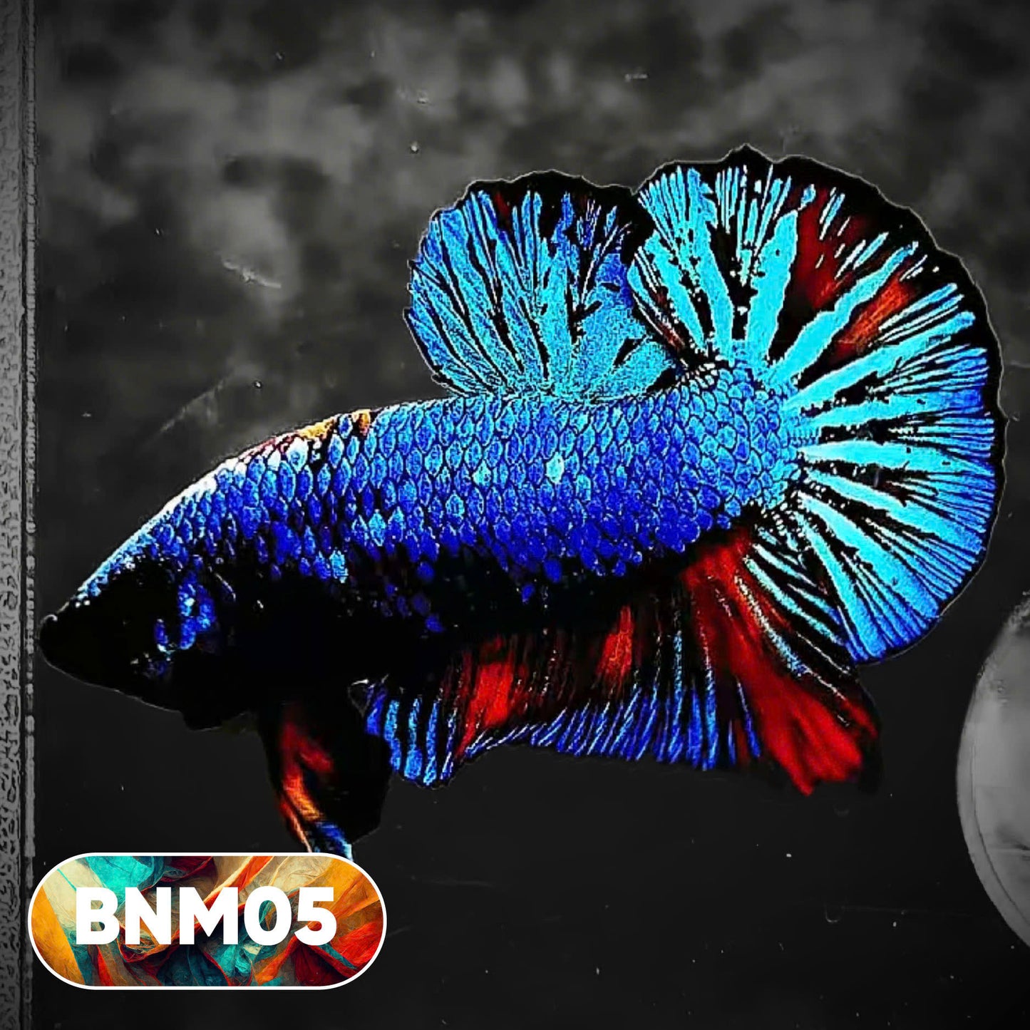 Dark Flame Hellfire Plakat Male Betta Fish | You Pick Fish | Rare Betta