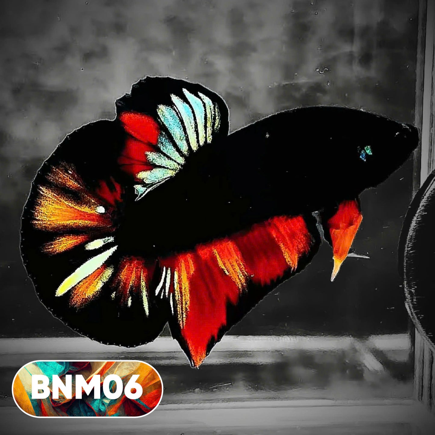 Dark Flame Hellfire Plakat Male Betta Fish | You Pick Fish | Rare Betta