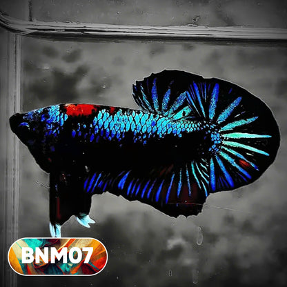 Dark Flame Hellfire Plakat Male Betta Fish | You Pick Fish | Rare Betta