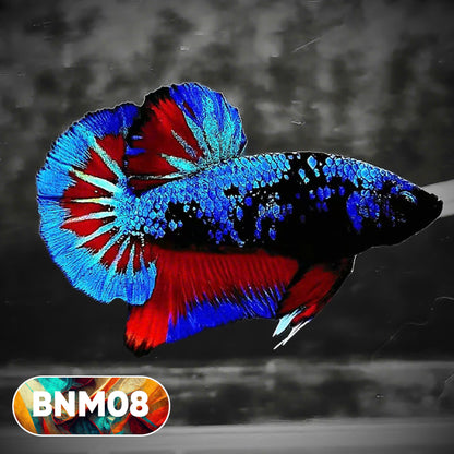 Dark Flame Hellfire Plakat Male Betta Fish | You Pick Fish | Rare Betta
