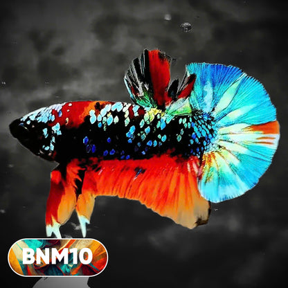 Dark Flame Hellfire Plakat Male Betta Fish | You Pick Fish | Rare Betta